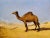 French Leon Auguste Adolphe Belly-Dromedary in the Desert -19th C. Orientalist Oil Painting For Sale - Image 3 of 8