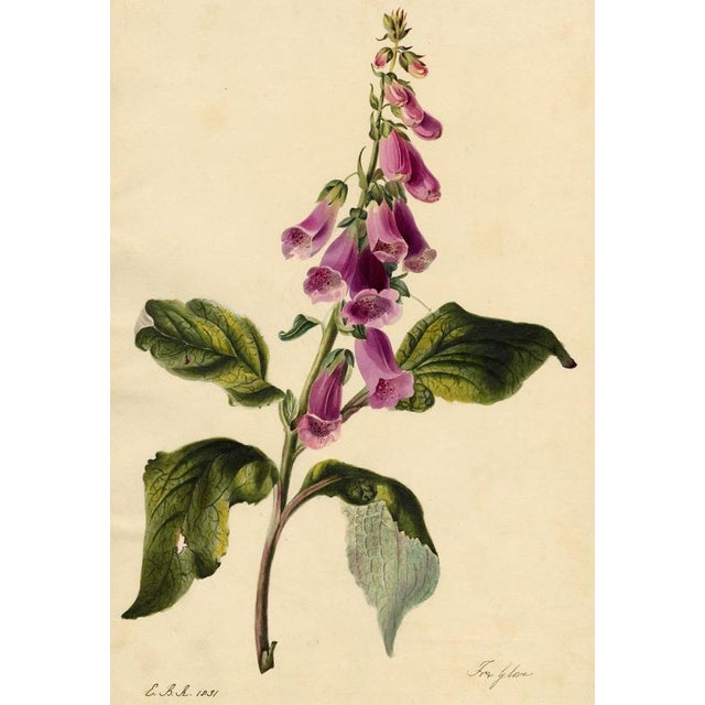 E.B.R., Foxglove (Digitalis) Flower, Watercolour For Sale - Image 7 of 7