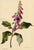 E.B.R., Foxglove (Digitalis) Flower, Watercolour For Sale - Image 7 of 7