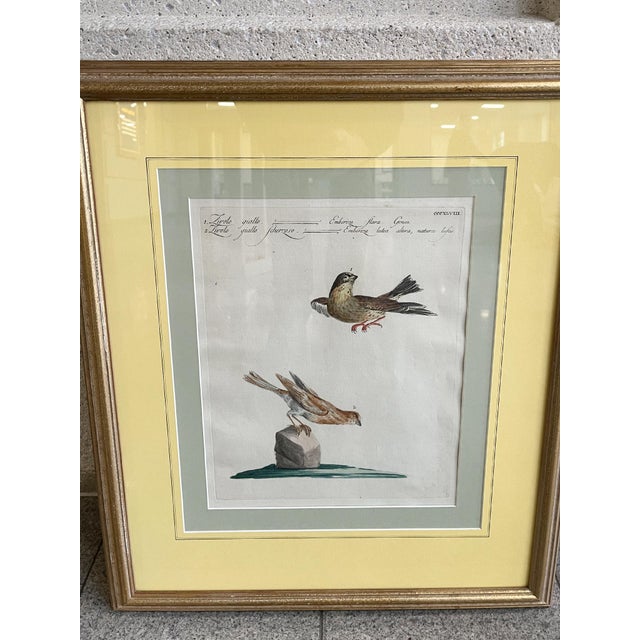 Light Yellow Scientific Illustrations of Birds by Saverio Manetti, Hand-Painted Intaglio - A Set of 6 For Sale - Image 8 of 12