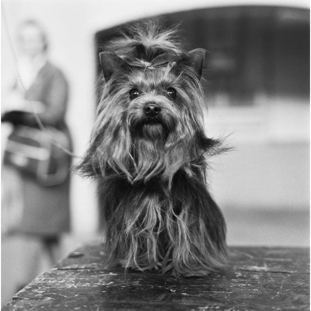 Yorkshire Terrier A Yorkshire Terrier at the Crufts dog show at Olympia in London, UK, 7th February 1964. (Photo by...