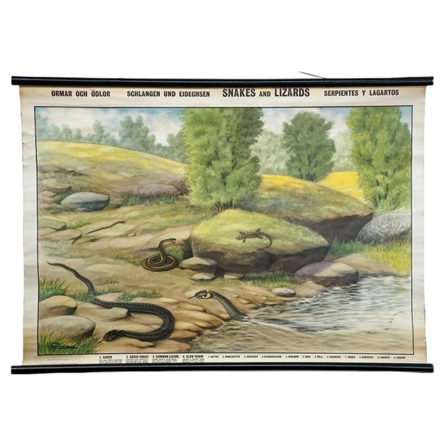 Vintage Rollable Wall Chart, 1970s For Sale