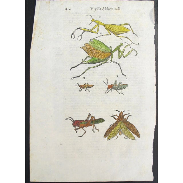Figurative 17th Century Italian Vintage Insects - Vlyffis Aldrouandi (P.411-412) Book Page, Colored Steel Engraving For Sale - Image 3 of 3