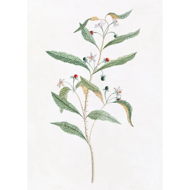 DESCRIPTION From the curated collection of Celerie Kemble for Ornis Gallery, these 18th Century Australian Botanicals are...