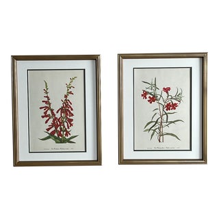 1953 Framed Original Vintage Botanical Prints - Set of 2 For Sale