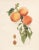 A magnificent original antique photogravure (print) of Red Cheek Melocoton Peaches by Ulysses Prentiss Hedrick...