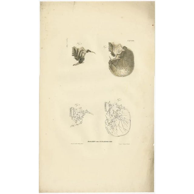 Anatomy Illustrations of Osteology, 1839, Prints, Set of 12 For Sale - Image 10 of 14