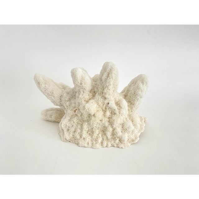 Natural Catspaw Coral Specimen For Sale - Image 9 of 9