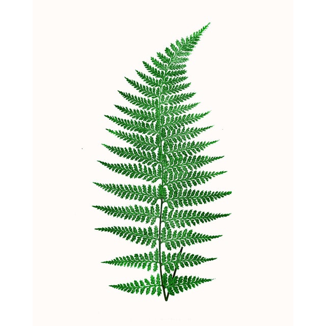 Printmaking Materials British Fern Contemporary Reproduction Print Collection, Set of 12 For Sale - Image 7 of 9