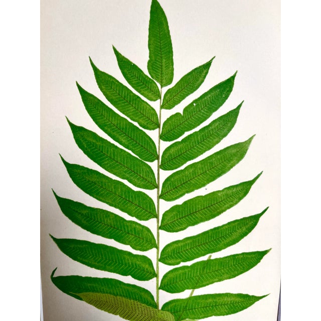 Illustration Antique Botanical Lithograph of a Fern Print by Edward J. Lowe London c.1867 For Sale - Image 3 of 6
