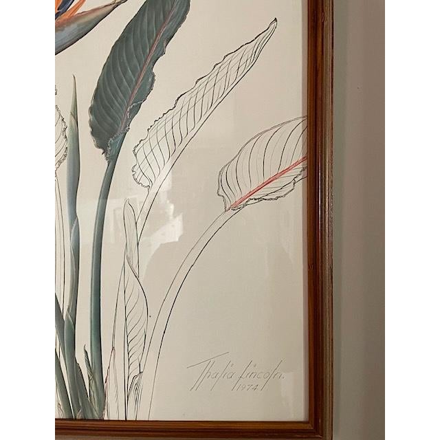 Green Vintage Botanical Prints-Framed Series of 4 by Artist Thalia Lincoln For Sale - Image 8 of 12