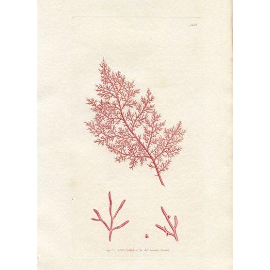 Set of 6 original antique Seaweed prints published in England in the early 1800s. These hand-colored engravings are from...