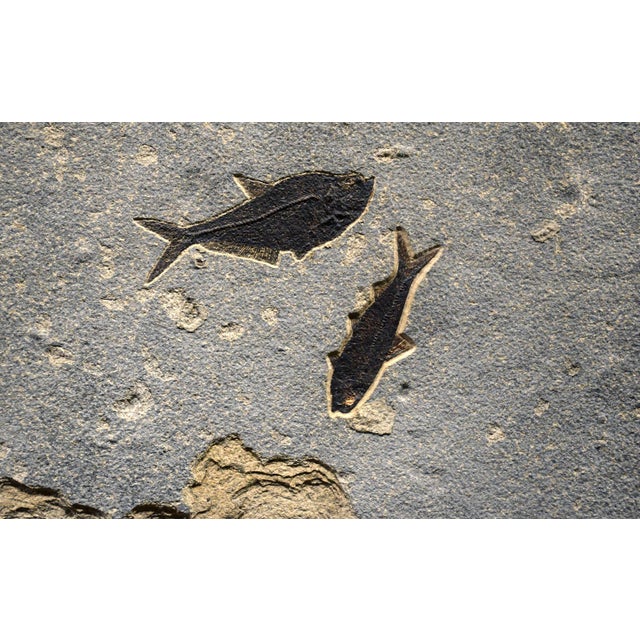 Quarried from our "Rust Lake" stone layer this mural contains a 15" 6" 5-1/2" & 3-3/4" Diplomysuts dentatus with two 4"...