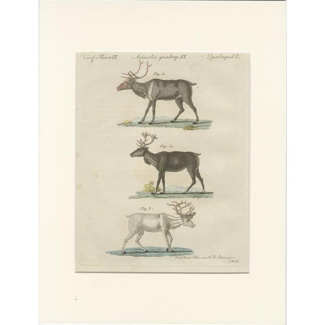 Bertuch, Reindeer & Northern Deer, 1792, Engraving For Sale - Image 10 of 10