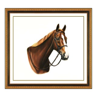 Groomed Stallion, Jocelyn Sandor For Sale