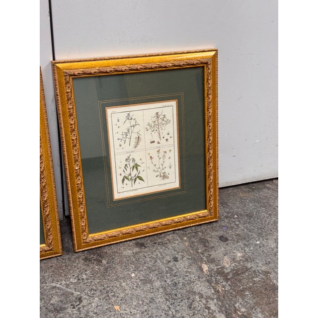 W. King Ambler Antique Botanical Engravings, Set of Three For Sale - Image 12 of 12
