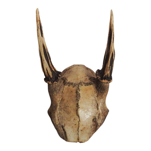 Roe Deer Antlers For Sale