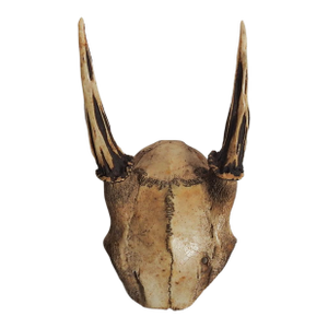Roe Deer Antlers