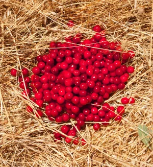 Gaétan Caron "Griottes Sur Paille (Morellos on Straw)" Photograph, Mendocino, Ca 2014