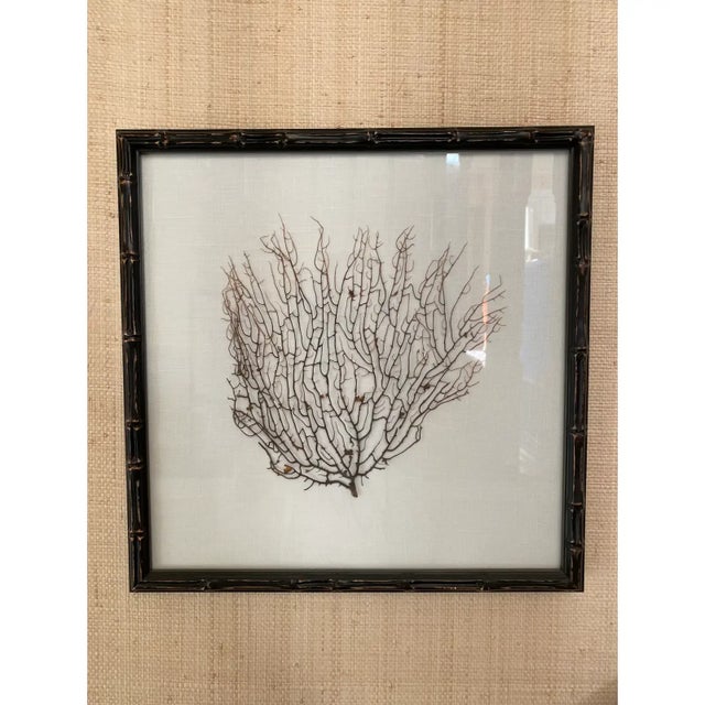 Coastal Espresso Frame With Ivory Linen Fan Coral Prints From Barclay Butera For Sale - Image 3 of 4