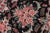 Shabby Chic Shabby Chic Floral 1990's Pak-Persian Black/Red Wool Rug - 9'3'' X 12'3'' For Sale - Image 3 of 9