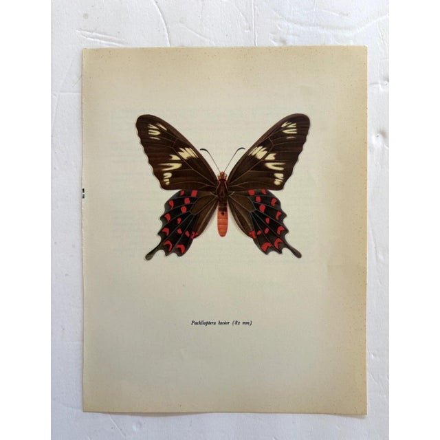 Up for sale is this gorgeous lithograph by F. Prochazka, published in Great Britain in 1965. It is in excellent, gently-...