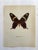 Up for sale is this gorgeous lithograph by F. Prochazka, published in Great Britain in 1965. It is in excellent, gently-...