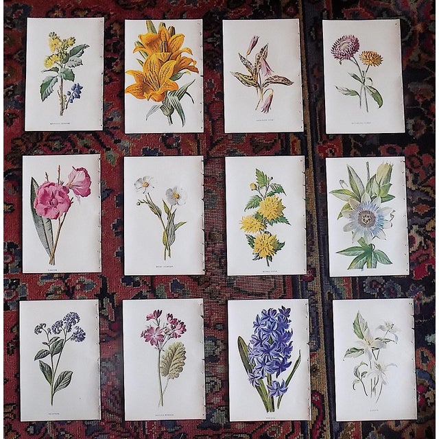 Antique 19th Century Edward Hulme Botanical "Garden Flowers" Lithographs - Set of 12 - Super Price! For Sale - Image 9 of 9