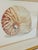 1970s Set of Three Seashell Paintings, Framed For Sale - Image 5 of 8