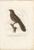 Antique Bird Print of a Rufous Nightjar by Vieillot '1807', 1807, Paper For Sale