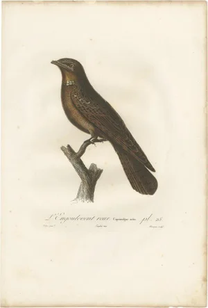 Antique Bird Print of a Rufous Nightjar by Vieillot '1807', 1807, Paper
