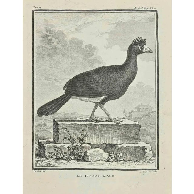 Le Hocco is an etching realized by F. Hubert in in 1771. It belongs to the suite "Histoire Naturelle de Buffon". The...