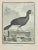 Le Hocco is an etching realized by F. Hubert in in 1771. It belongs to the suite "Histoire Naturelle de Buffon". The...