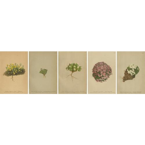 Gold Alpine Botanical Plates of Aretia & Douglasia, 1897, Set of 5 For Sale - Image 8 of 9