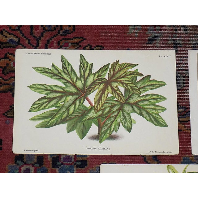 Set of two antique 19th C. chromolithographs (each color was laid in with a separate lithographic stone). 10"x7". We...