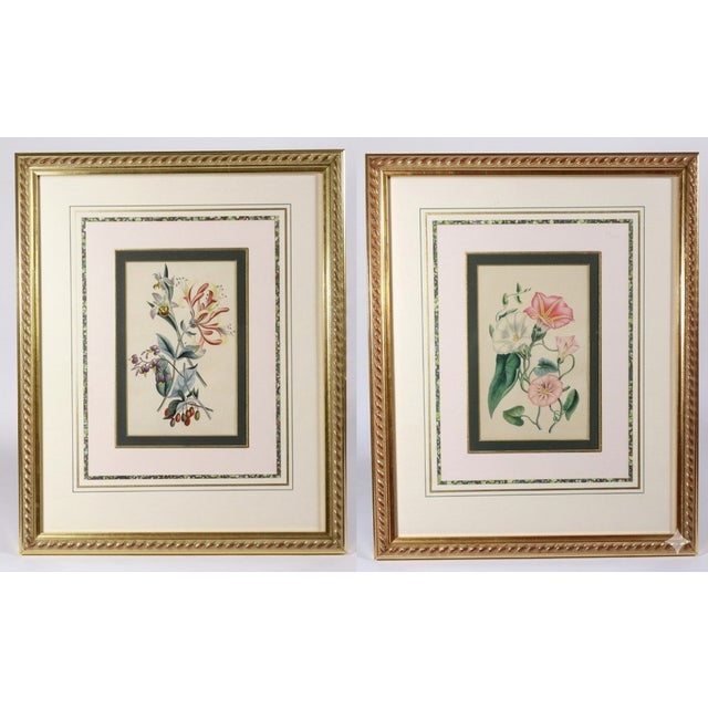 Victorian Robert Mackenzie Stark Pair of Botanical Prints From ‘Lessons From the Vegetable World’ For Sale - Image 3 of 11