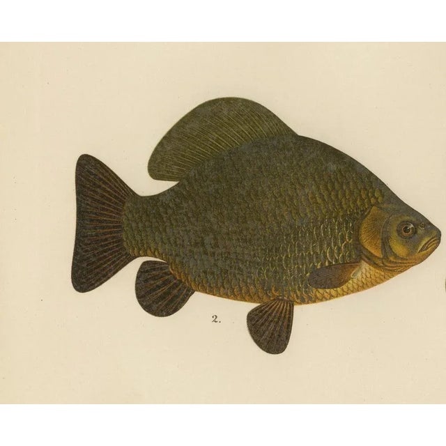 Late 19th Century Scandinavian Freshwater Fish, 1895, Paper For Sale - Image 5 of 10