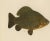 Late 19th Century Scandinavian Freshwater Fish, 1895, Paper For Sale - Image 5 of 10