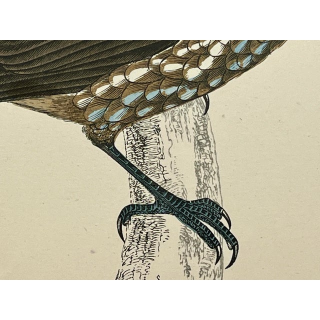 Cream Antique Hand Colored Bird Print From England Showcasing a Brown & Blue Nutcracker - Circa 1888 For Sale - Image 8 of 11