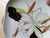 1950s Red Wing Pottery Lotus Pattern Square Bread Plates - Set of 10 For Sale - Image 6 of 7