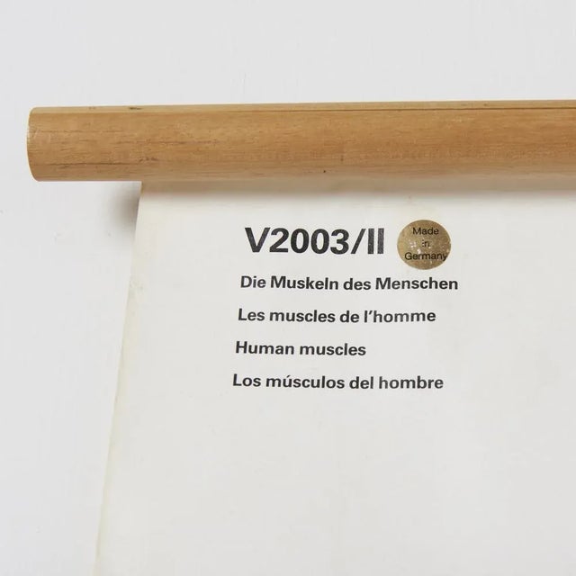 1990s Large Anatomical Wall Chart from Deutsche Hygiene Museum, Dresden, 1992 For Sale - Image 5 of 8