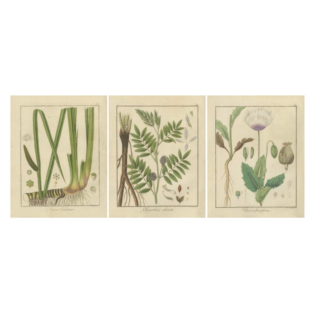 Early 19th Century Botanical Illustrations, 1819, Paper, Set of 3 For Sale - Image 5 of 5