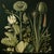 This fine art print reproduces a beautifully detailed 19th-century botanical illustration depicting an elegant arrangement...