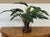 Design Plus Gallery presents an Artificial Philodendron Xanadu in a Clear Glass Vase. Deeply lobed green leaves extend...