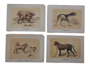 Antique Dog Lithographs - Set of 4