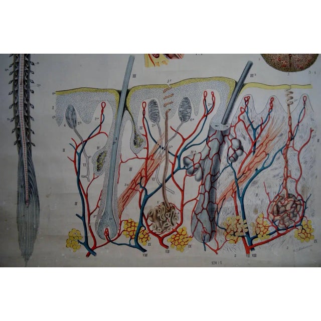 Vintage Swedish E. Hoelemann Antique Anatomical Chart For Sale In Atlanta - Image 6 of 7
