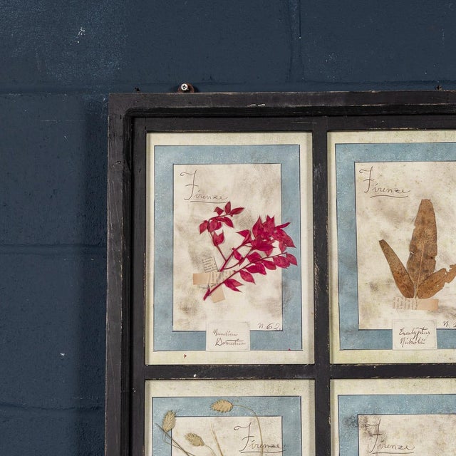 1950s Large Italian Pressed Flowers and Herbs in Oak Frame, 1950s For Sale - Image 5 of 15