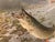 Vintage Black Trout Painting by Lynn Bogue Hunt Matted Framed Original A beautiful addition to your wall at the cottage....