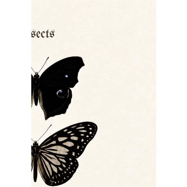 Not Yet Made - Made To Order Butterfly Art Print – Vintage Natural History Illustration, 24" X 36" For Sale - Image 5 of 8