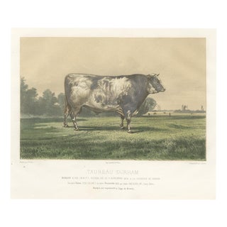 Markob, Durham Shorthorn Bull of Corbon, 1873, Paper For Sale